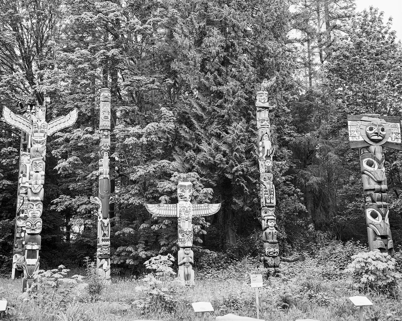 8×10 of the day. Totem Poles of Stanley Park, Vancouver