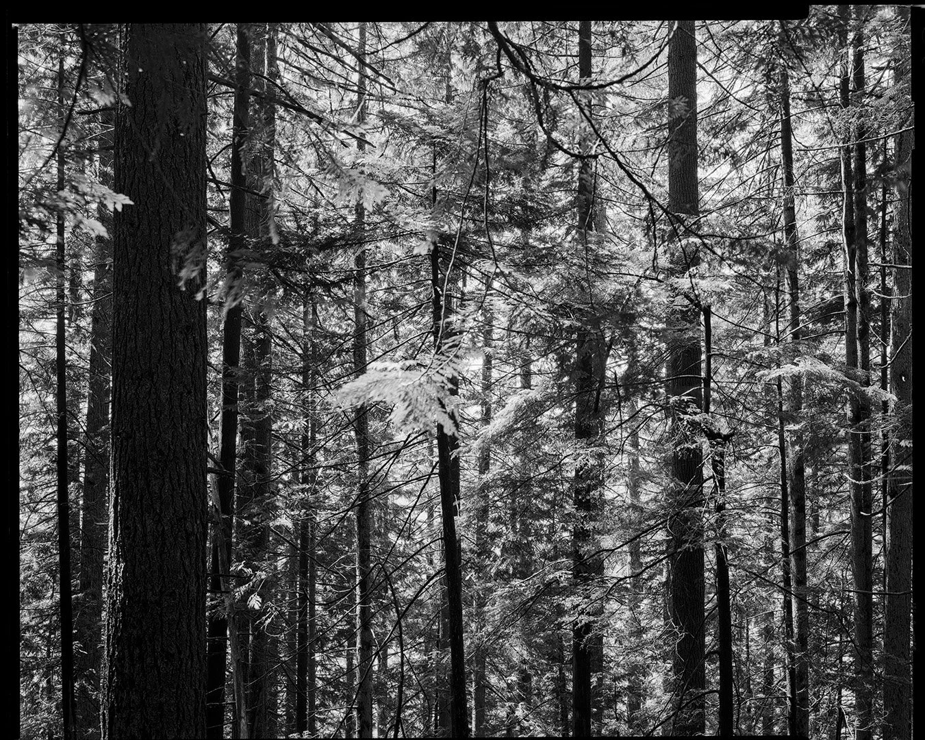 8×10 of the day. The grind to grouse mountain