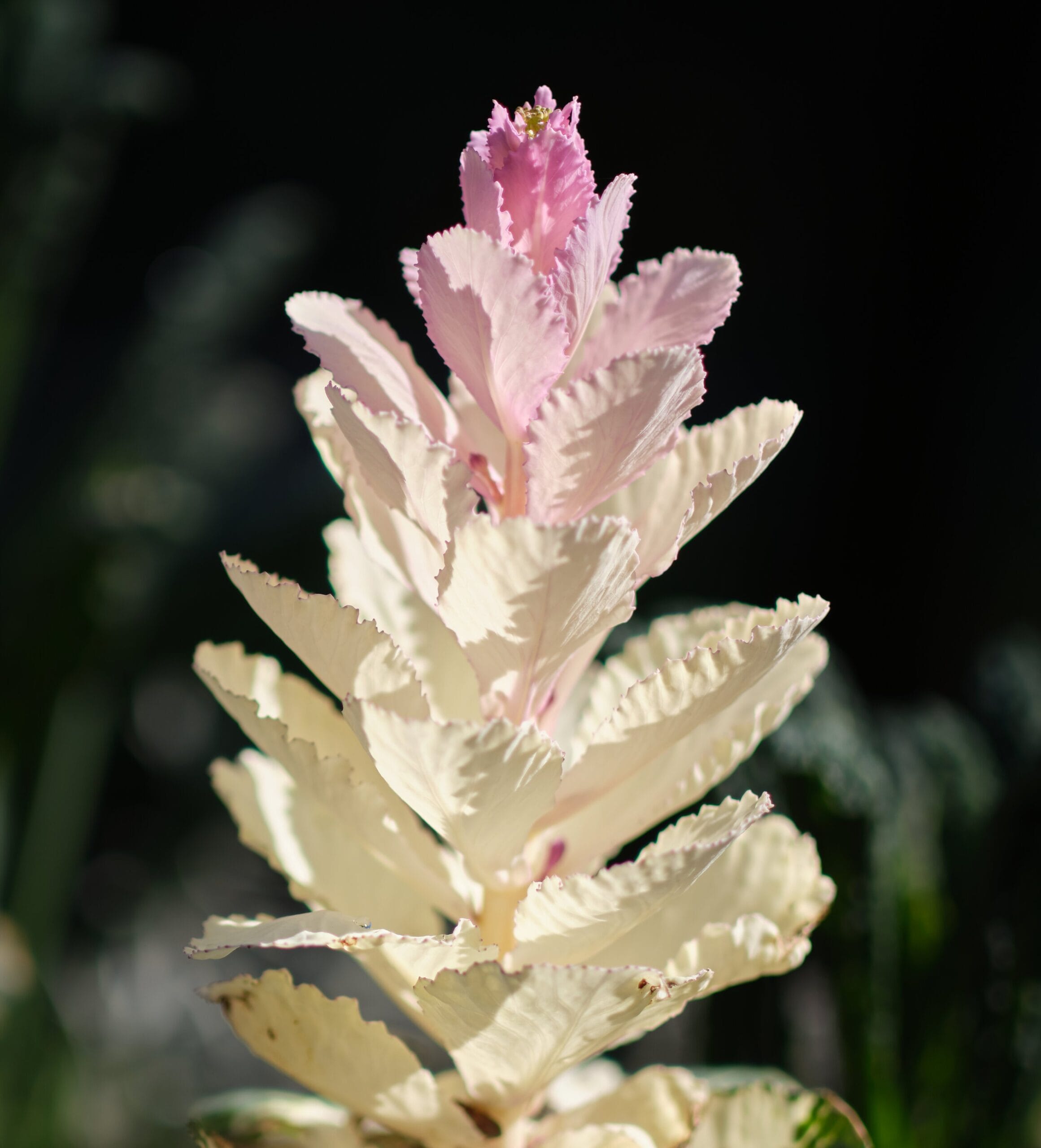 Example frame from the Fujinon GF 80mm f1.7 R WR