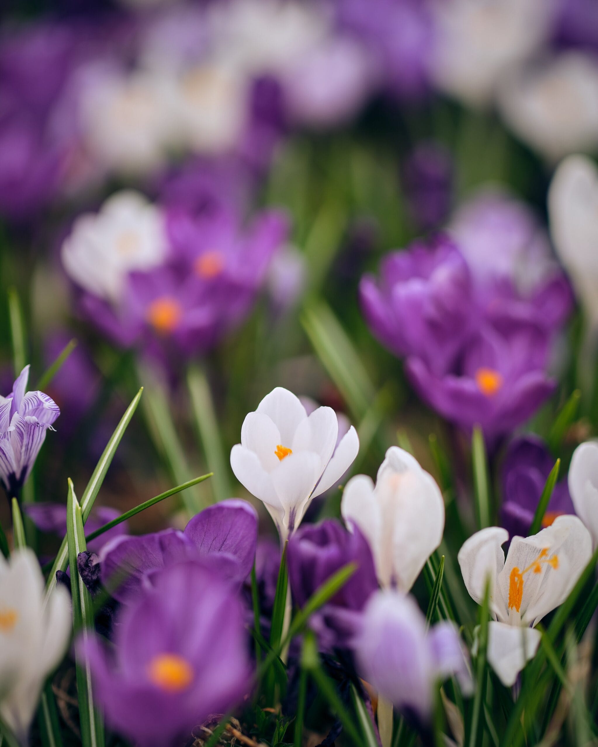 Sample photo taken with the Fujinon GF 80mm f1.7 lens on a Fujifilm GFX