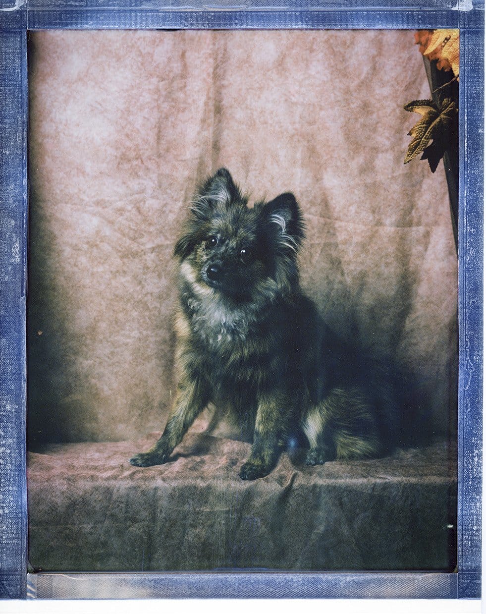 A small fluffy dog with a mix of black and brown fur, sitting on a brown fabric surface with a brown backdrop. Toronto